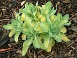 Succulant - to be named
